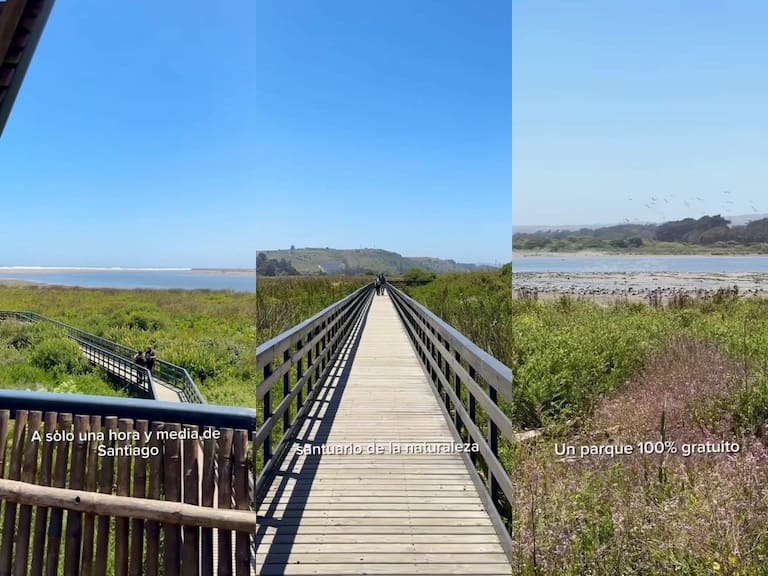 “Un santuario de la naturaleza”: el humedal a una hora y media de Santiago con casi 200 especies de aves (y cómo llegar)