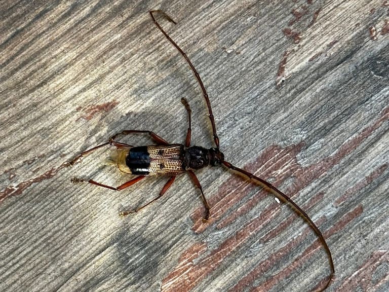 Twitter Felipe Jauregui Berho