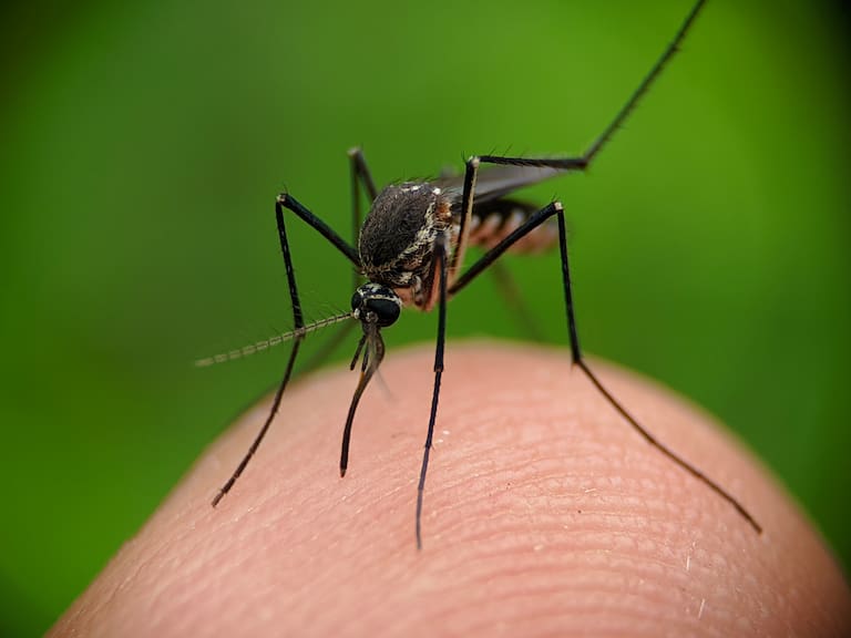 Ante detección del mosquito del dengue en Los Andes: cuáles son los síntomas de la enfermedad y en qué casos puede ser mortal