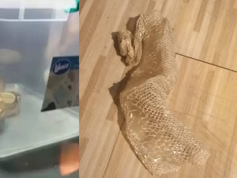 Pánico y temor generó el hallazgo de una serpiente al interior de un departamento en Macul