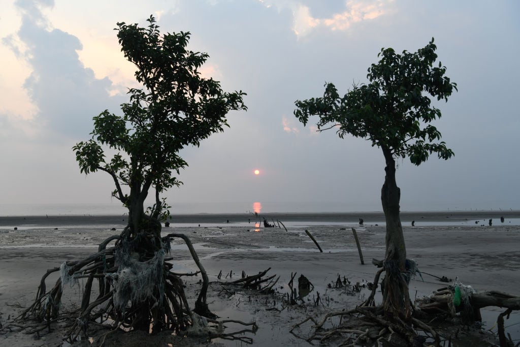 Árboles mueren ante la crecida del mar en las costas de Bangladesh