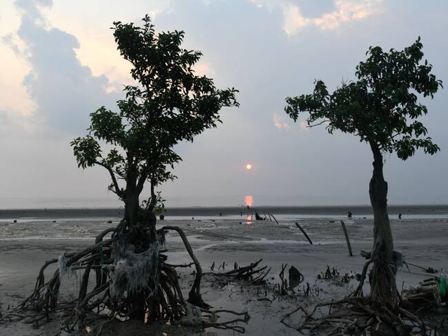 Árboles mueren ante la crecida del mar en las costas de Bangladesh