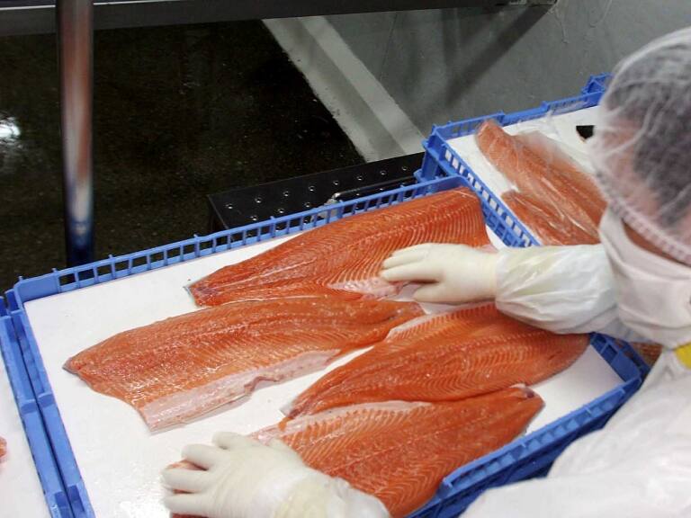 Microalga deja más de 1500 toneladas de salmones muertos en el Estuario de Reloncaví