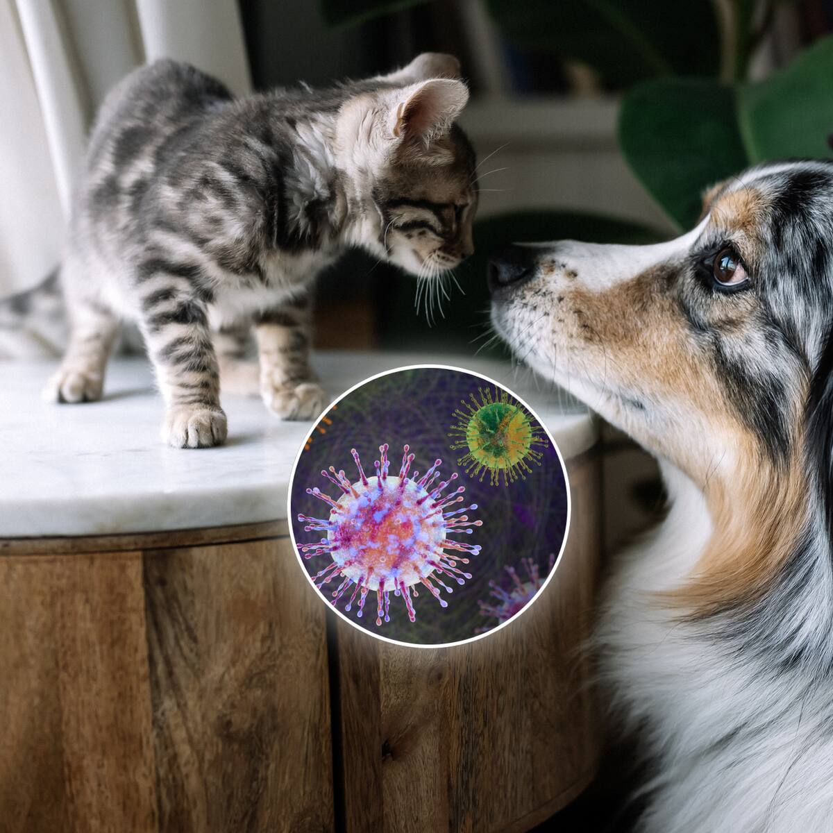 Transmisión de hantavirus: ¿Los perros y gatos pueden contagiar a los humanos?