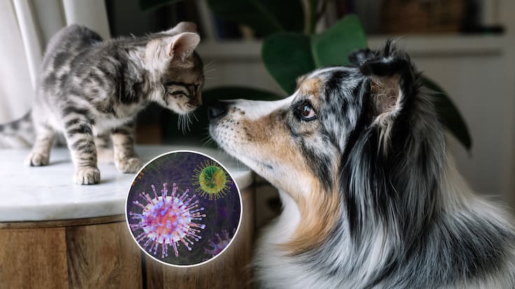 Transmisión de hantavirus: ¿Los perros y gatos pueden contagiar a los humanos?