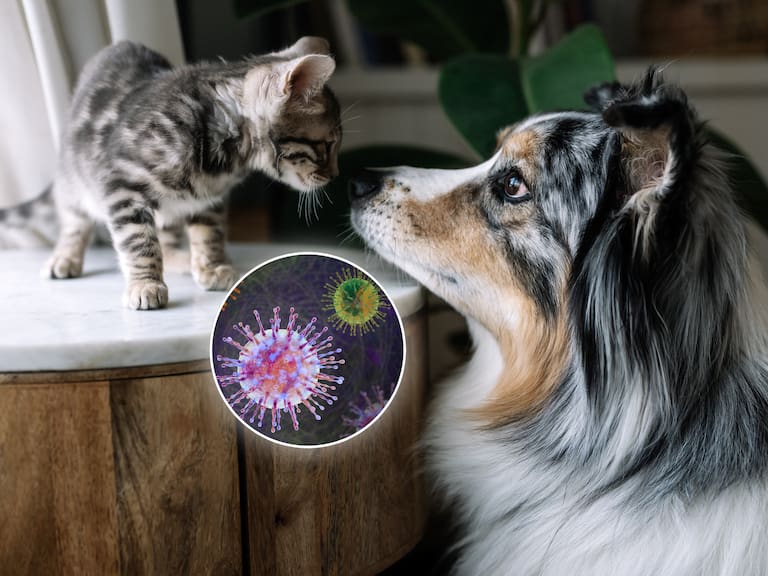 Transmisión de hantavirus: ¿Los perros y gatos pueden contagiar a los humanos?