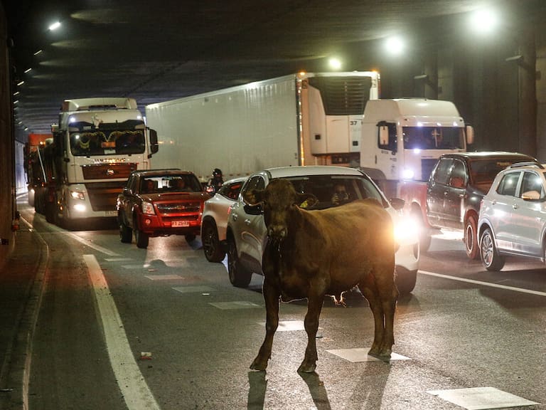 Camión con cerca de 15 vacas y novillos volcó en medio de autopista en Lo Espejo: tránsito fue suspendido momentáneamente y se busca a los animales