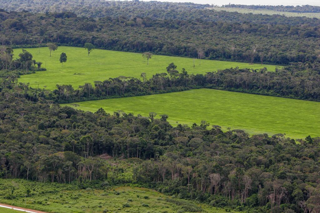 Plantaciones de soya en medio del Amazona en Brasil
