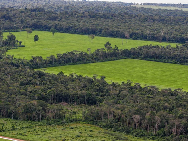 Plantaciones de soya en medio del Amazona en Brasil