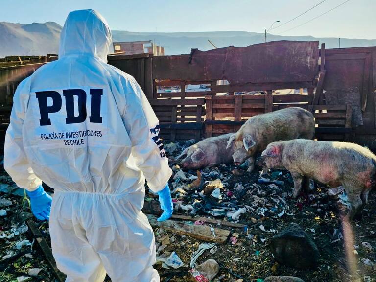Detienen a hombre en Arica por grave caso de maltrato animal: mantenía 50 animales abandonados en una parcela