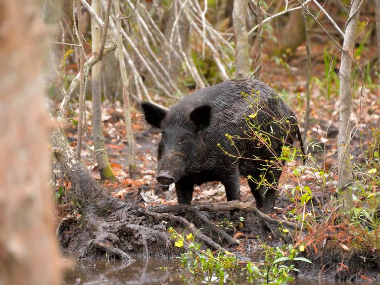 Su carne se volvió azul neón: el extraño caso de los cerdos de color en California