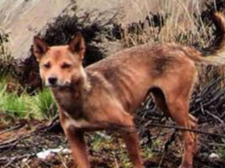 Científicos encuentran a perros de la raza más antigua del mundo que se creía extinta