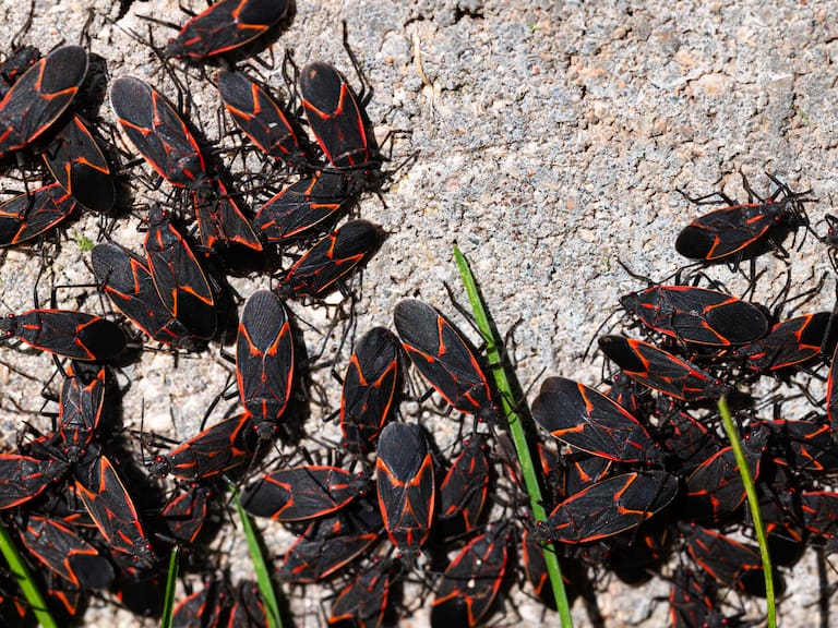 Chince del arce en Chile: qué es y cómo eliminarlo según el SAG