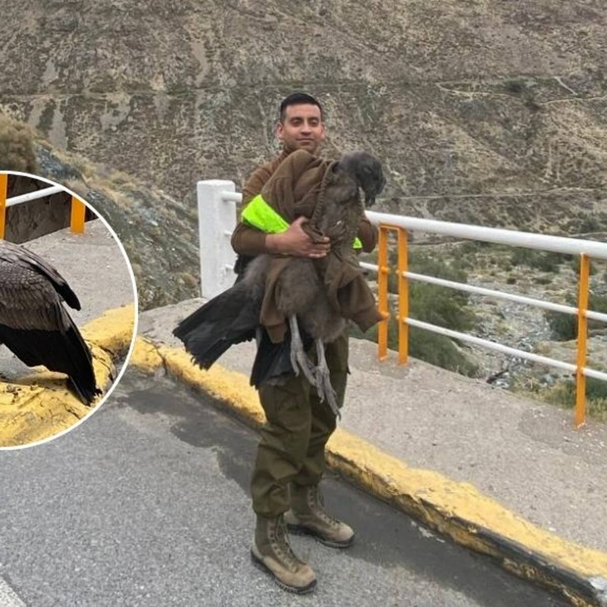 Carabineros rescatan a cóndor herido en Ruta Los Libertadores: ave quedó bajo cuidado del SAG