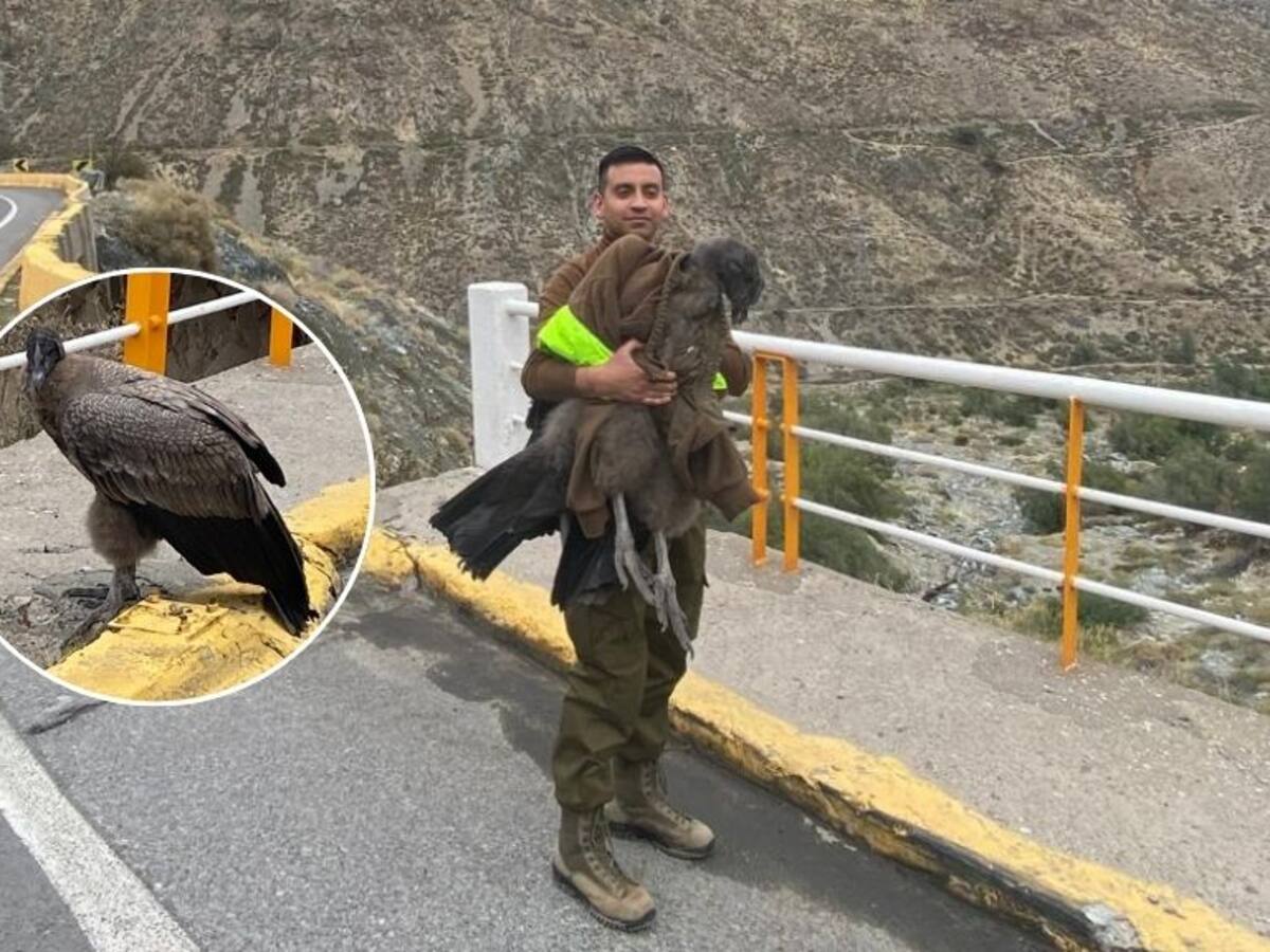 Carabineros rescatan a cóndor herido en Ruta Los Libertadores: ave quedó bajo cuidado del SAG