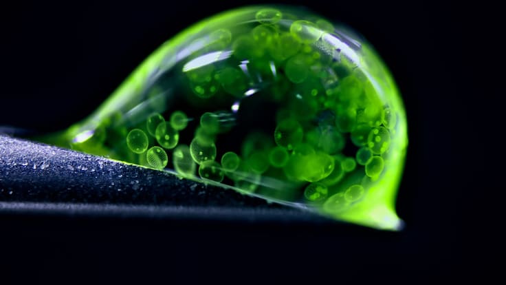 Revelan las fotos microscópicas más impresionantes del año: muestran un universo nunca antes visto