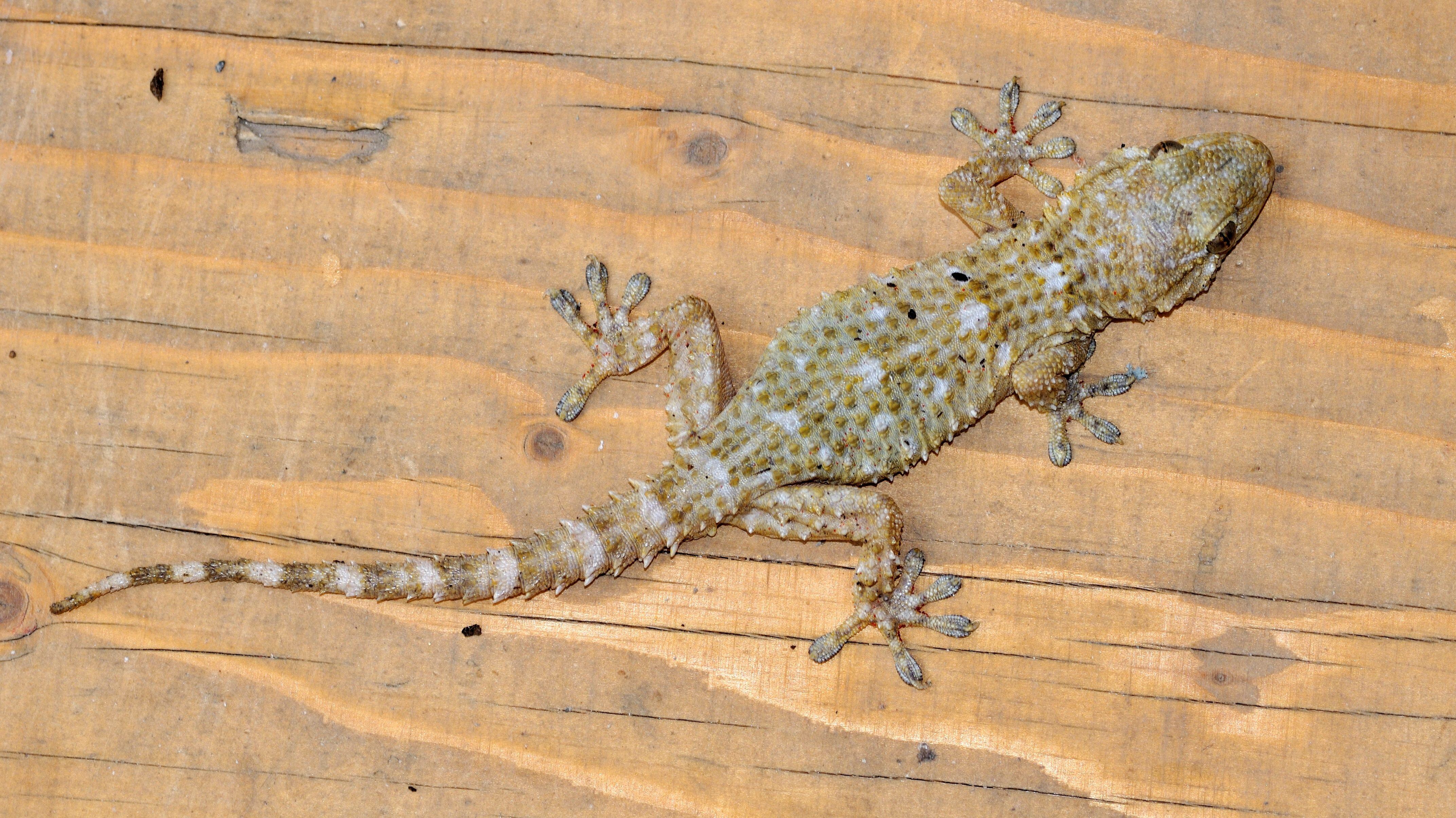 Tarentola mauritanica. gecko