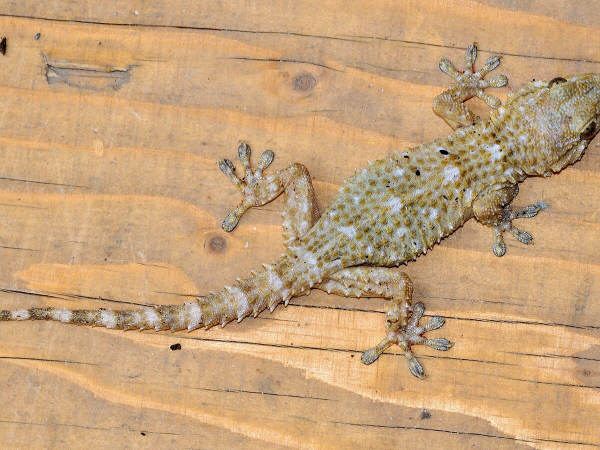Geckos: las dos nuevas especies que se instalaron en Santiago