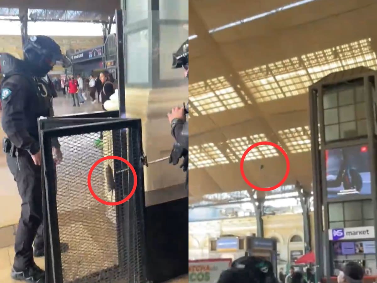 “Alexis y la Copa Américaaa...”: guardia le da feroz puntete a ratón en Estación Central y el video ya es viral