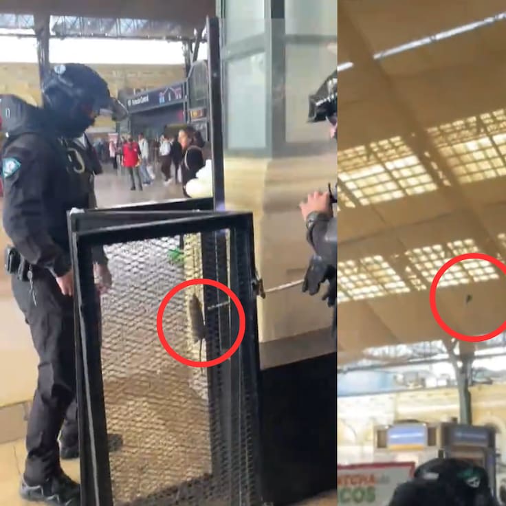 “Alexis y la Copa Américaaa...”: guardia le da feroz puntete a ratón en Estación Central y el video ya es viral