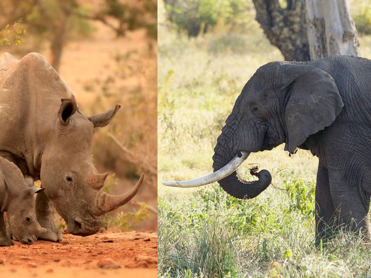 Informe de la ONU destaca “notable disminución” en el tráfico de marfil de elefante y cuerno de rinoceronte