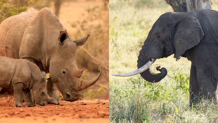 Informe de la ONU destaca “notable disminución” en el tráfico de marfil de elefante y cuerno de rinoceronte