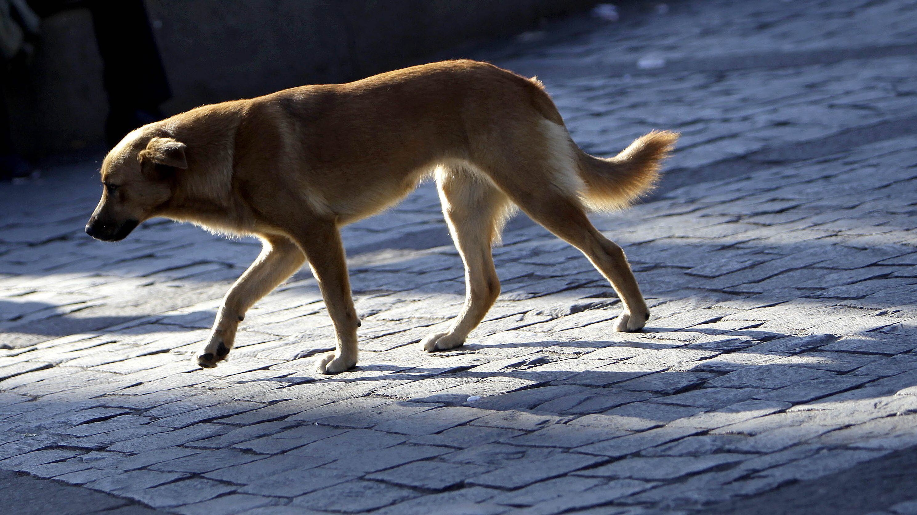Perro