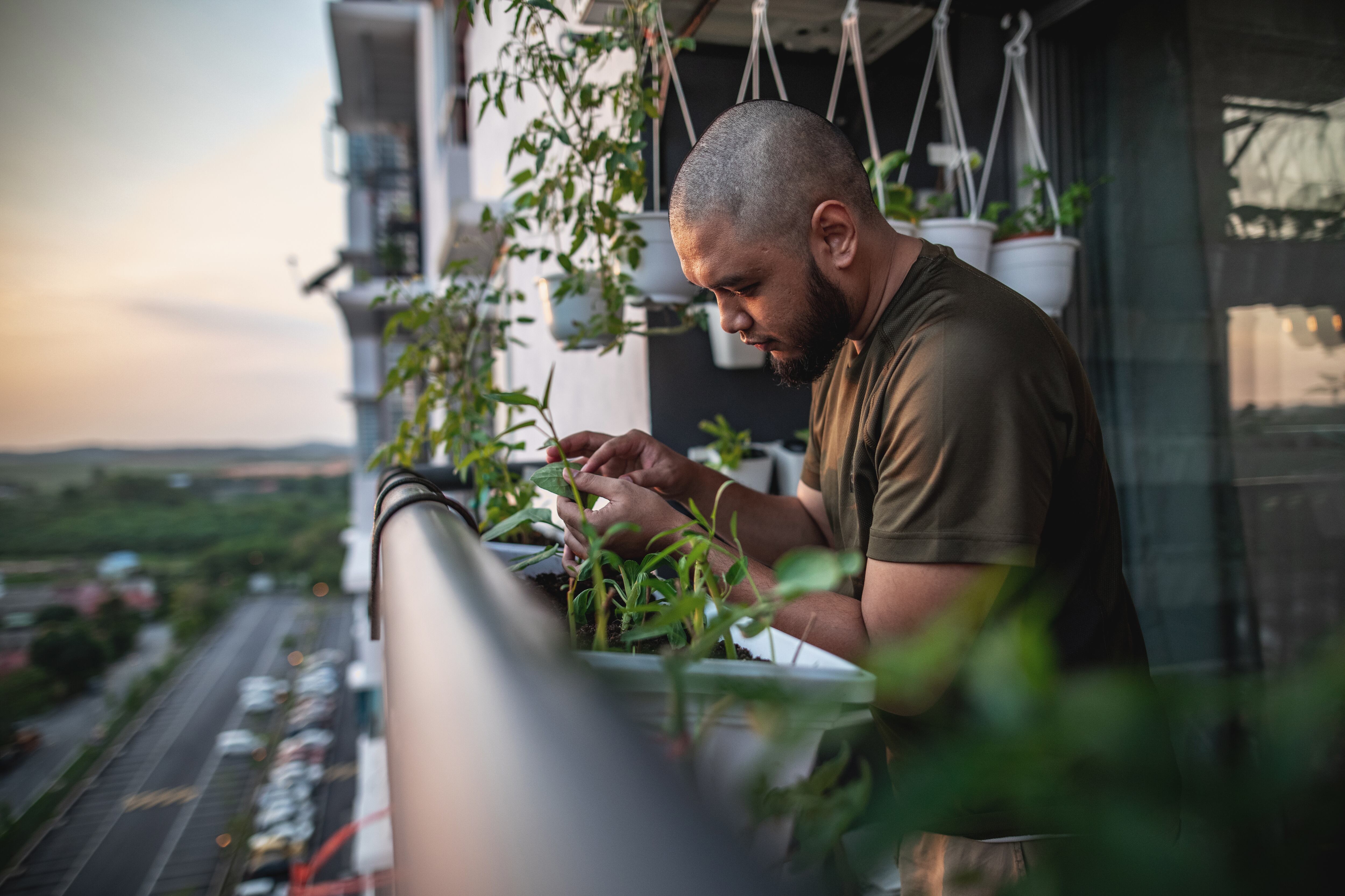 Plantas