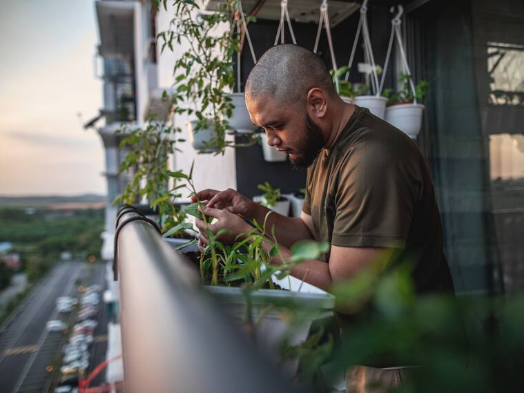 Plantas