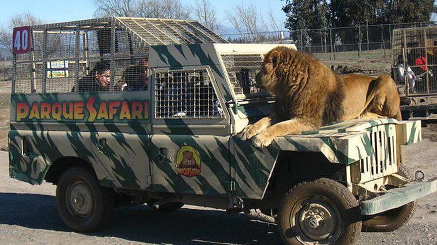 Gerente de Safari explicó ataque de tigre en Rancagua