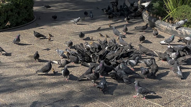 Santiago enfrenta una amenaza silenciosa protagonizada por las palomas: estudio de la U. de Chile revela altos niveles de plomo en el ambiente