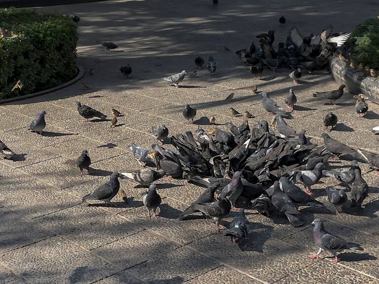 Santiago enfrenta una amenaza silenciosa protagonizada por las palomas: estudio de la U. de Chile revela altos niveles de plomo en el ambiente