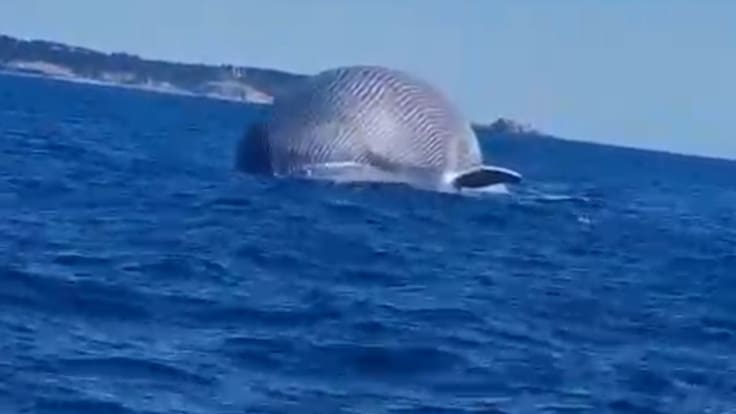 Hallan restos de ballena Sei en El Yeco, frente a las costas de Algarrobo