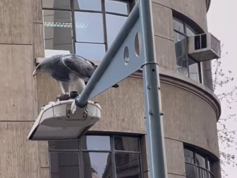 Captan un águila cazando una paloma en pleno centro de Santiago