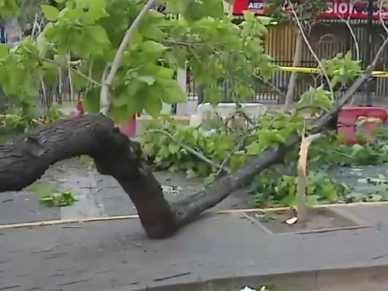 Reportan caída de árbol en intersección de calles Eliodoro Yánez con José Manuel Infante