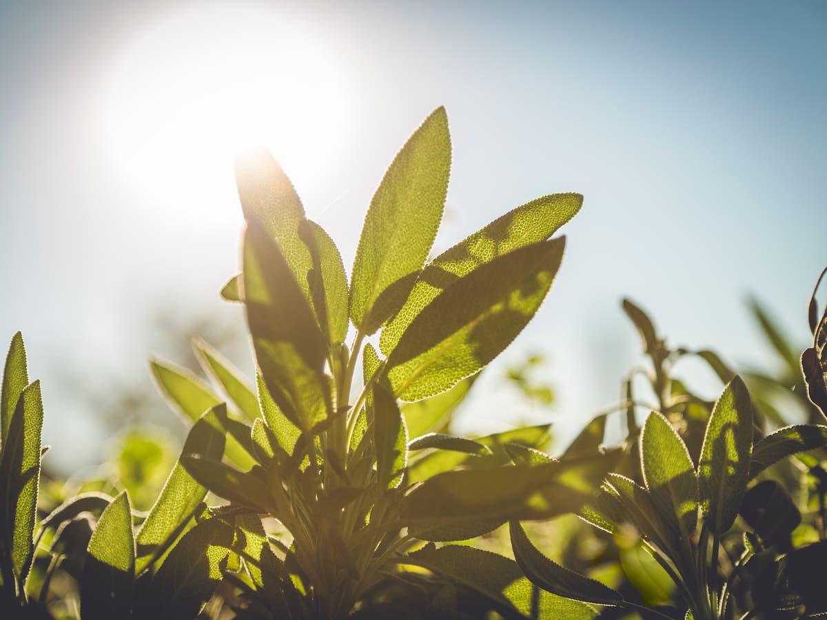Ola de calor en Chile: experto entrega recomendaciones para cuidar tus plantas de las altas temperaturas