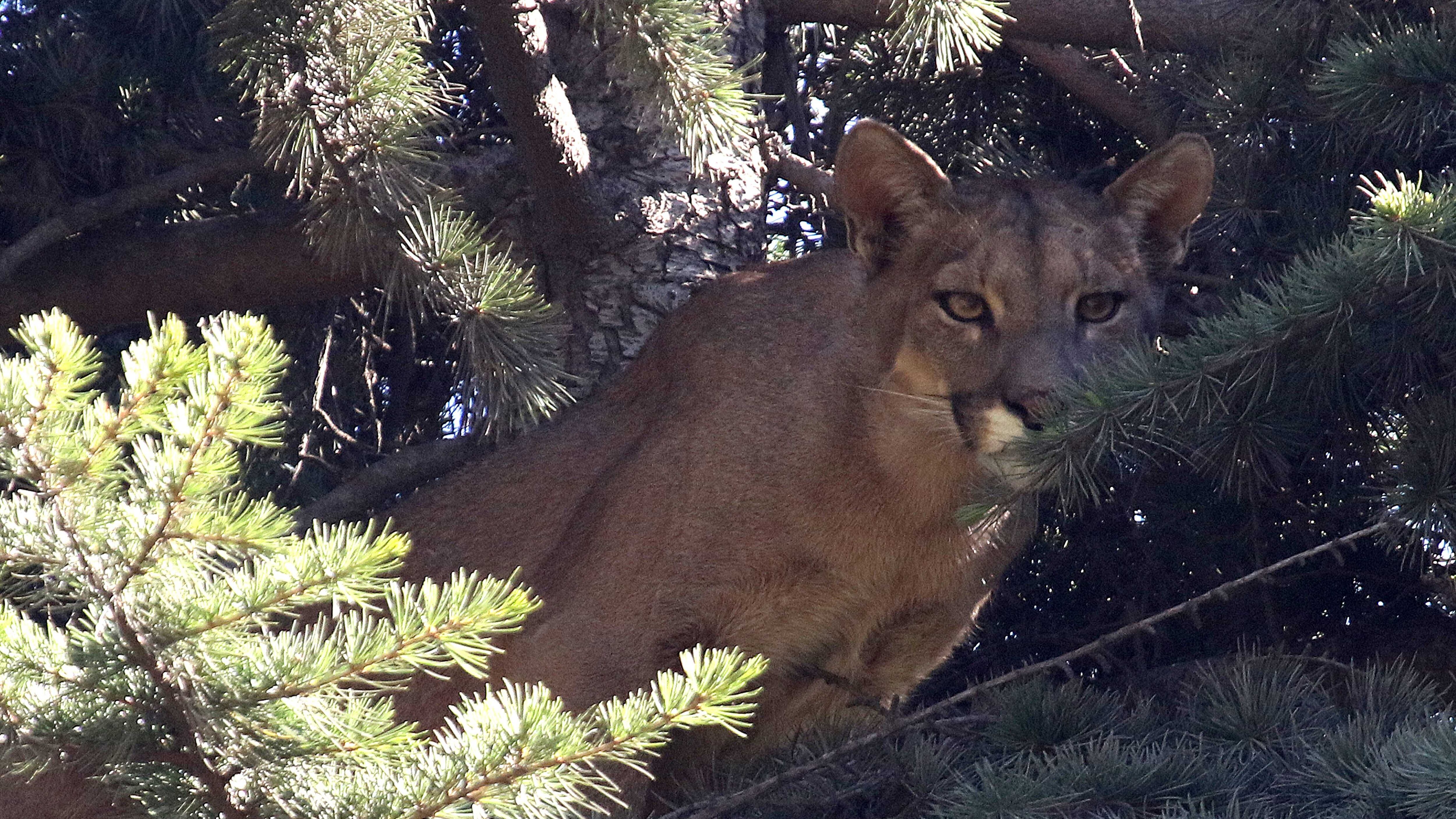 3 de enero 2019/ SANTIAGO
Un puma se encuentra en la cima de un árbol dentro de un domicilio particular en el sector del Arrayan en la con una de Lo Barnechea. en la imagen personal del SAG junto a funcionarios del PARQUEMET realizan rescate del puma
FOTO.JAVIER SALVO/AGENCIAUNO