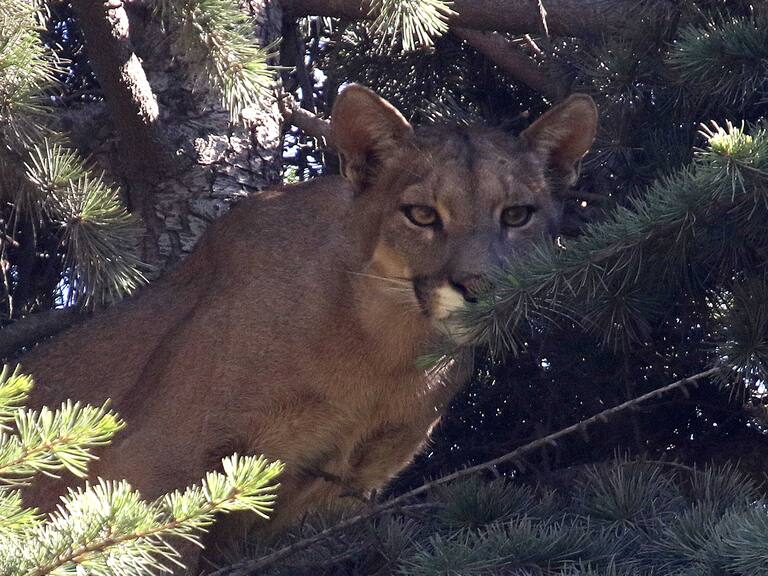 3 de enero 2019/ SANTIAGO
Un puma se encuentra en la cima de un árbol dentro de un domicilio particular en el sector del Arrayan en la con una de Lo Barnechea. en la imagen personal del SAG junto a funcionarios del PARQUEMET realizan rescate del puma
FOTO.JAVIER SALVO/AGENCIAUNO