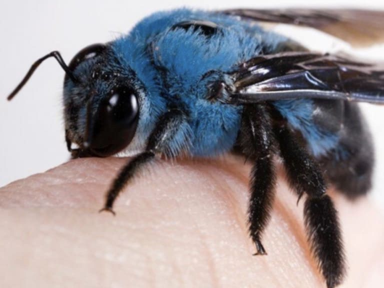 La «ultra rara» abeja azul reaparece en Florida tras haberse «extinguido» por cuatro años