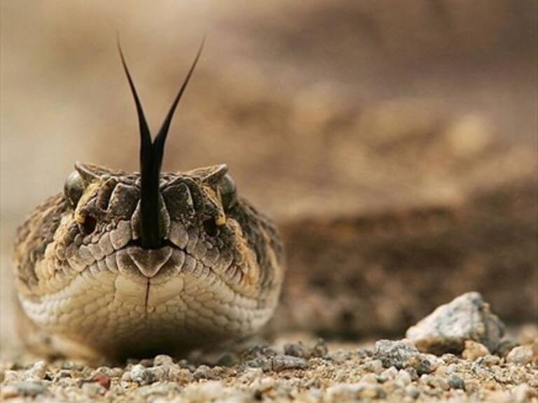 Eléctrico cambiaba un enchufe y se encontró con una serpiente cascabel de dos cabezas