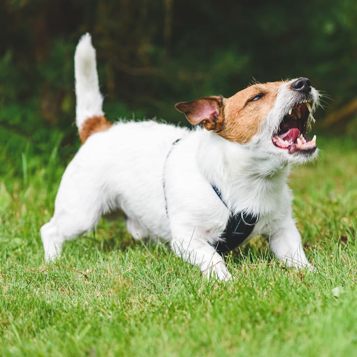 “Me estaba haciendo daño a la salud”: mujer que denunció a mascota por ladrar detalla razones
