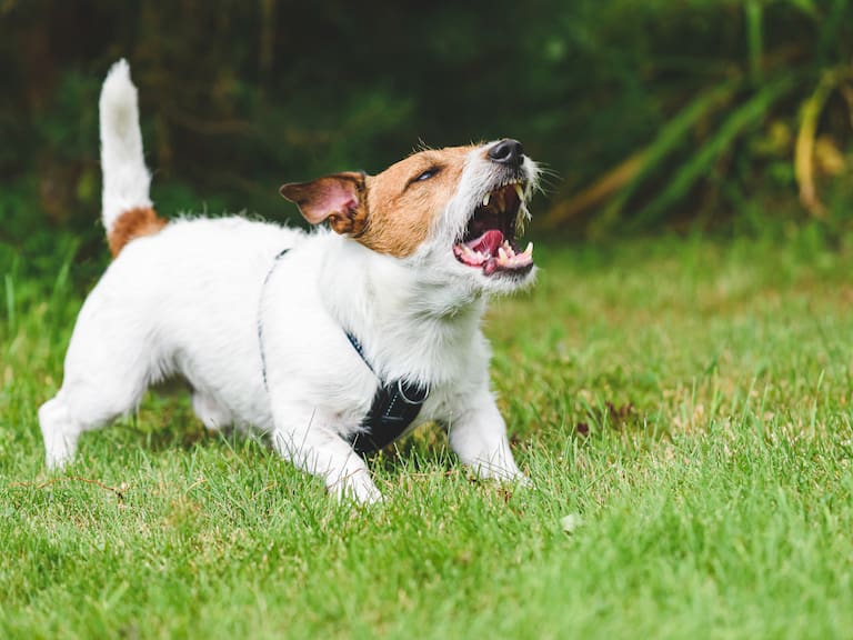 Getty Images REFERENCIAL