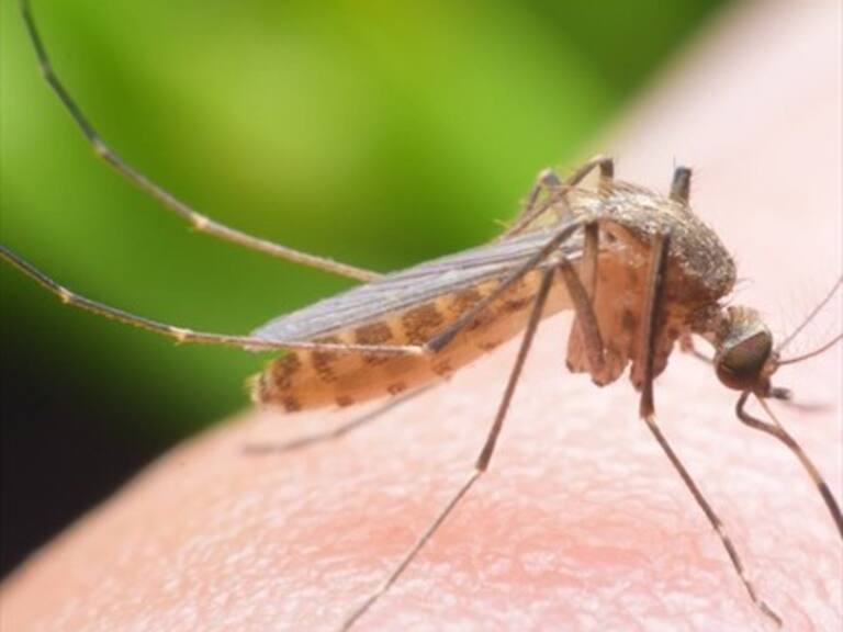 Estudio reveló que los mosquitos odian comer y reproducirse cuando escuchan Skrillex