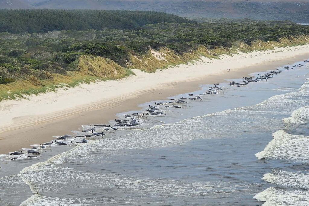 Imagen aérea de las ciento de ballenas varadas en la costa de Australia
