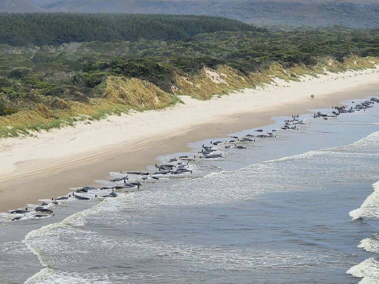 Imagen aérea de las ciento de ballenas varadas en la costa de Australia