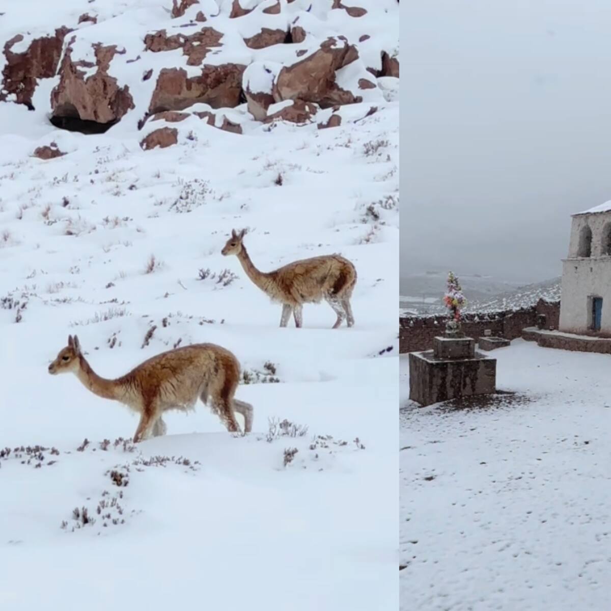 Del desierto a un manto blanco: nieve cubre el altiplano de Antofagasta y deja llamativas postales en Machuca