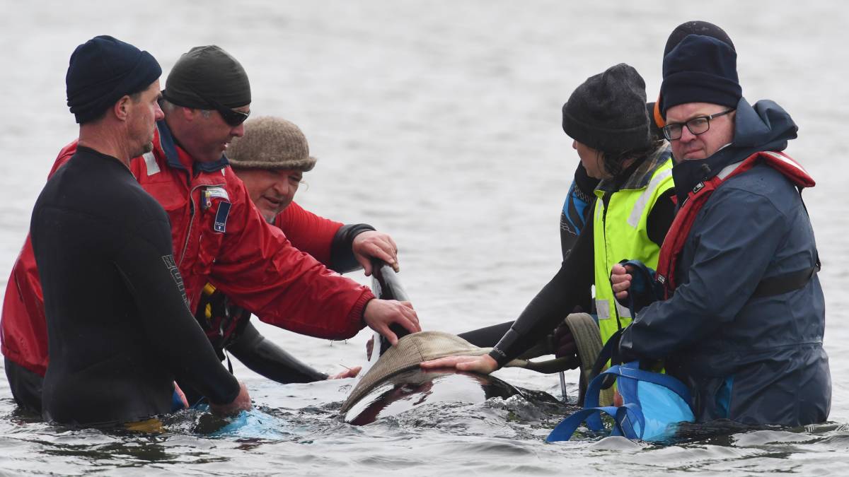 Rescatistas intentan salvar ballenas en Australia