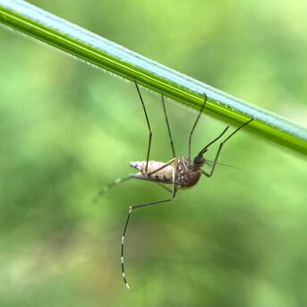 Infectóloga y el dengue en Chile: “Se han encontrado especímenes del mosquito trasmisor (...) es una situación importante a tomar en cuenta”