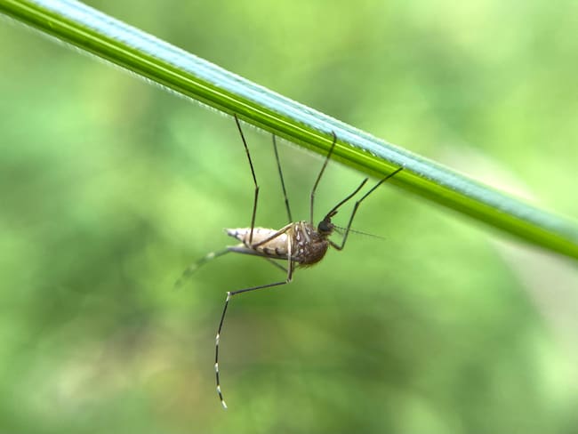 Infectóloga y el dengue en Chile: “Se han encontrado especímenes del mosquito trasmisor (...) es una situación importante a tomar en cuenta”