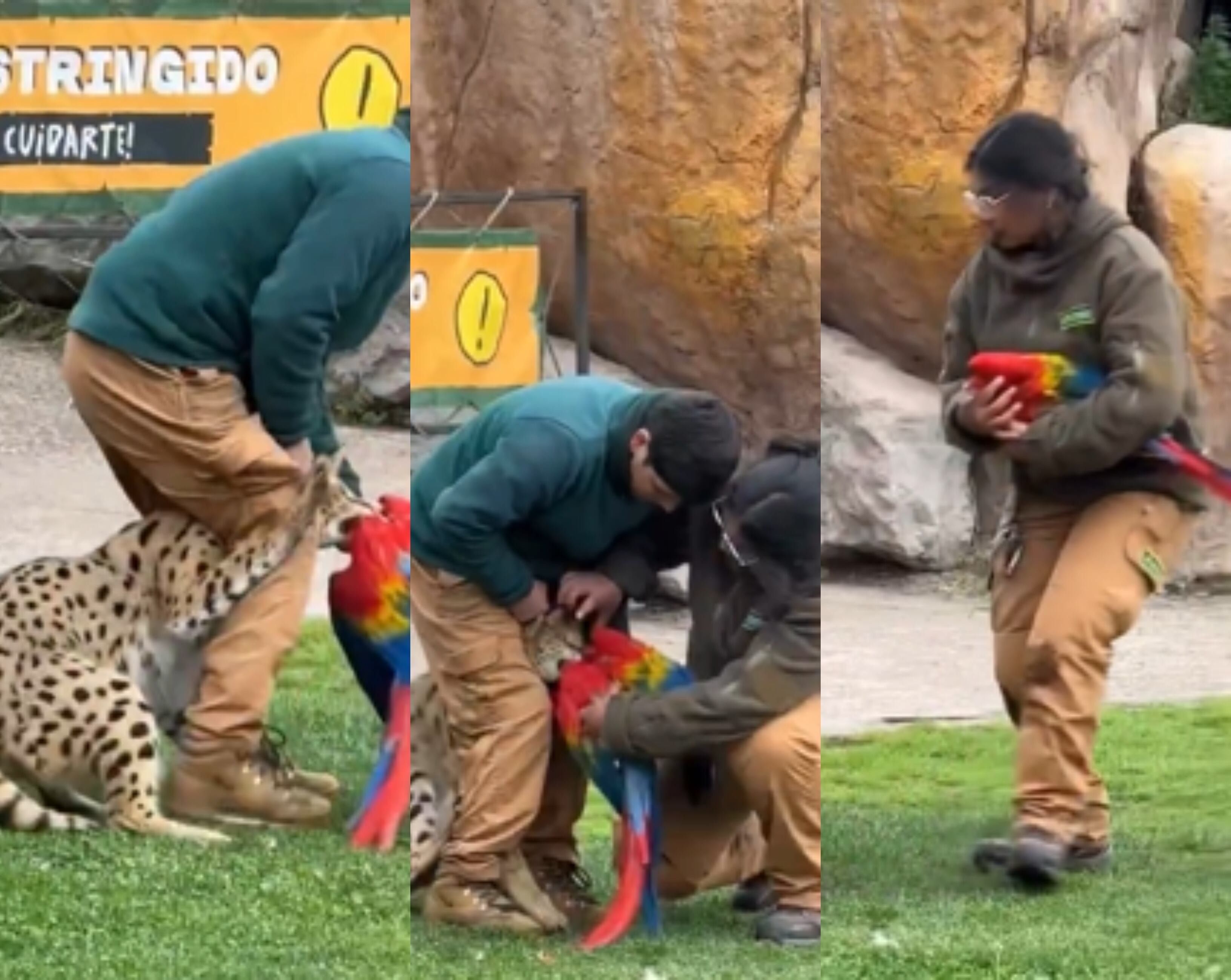Tragedia en Buinzoo: serval atacó y causó la muerte de guacamayo